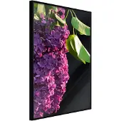 Artgeist Violet May juliste
