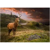 Artgeist Deer on Hill fototapetti