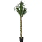 Mr Plant , Yucca Rostrata Puu 180 cm