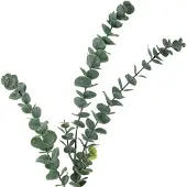 Bloomingville Eucalyptus