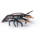 Papo hummeri
