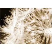 Kärkkäinen Artgeist Dandelion - Sepia fototapetti