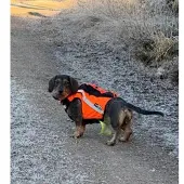 Kardog Sulo GPS- väst med hög synlighet DH2