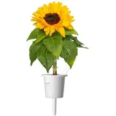 Click and Grow Click & Grow Plant Pods 3-pack - Mini Sunflowers - Yellow