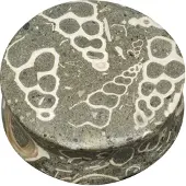 Wildcat Seafloor Turritella - 22,0 mm