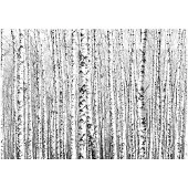 Kärkkäinen Artgeist Birch Forest fototapetti
