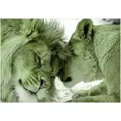 Kärkkäinen Artgeist Lion Tenderness (Green) itseliimautuva fototapetti