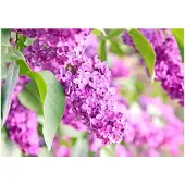 Kärkkäinen Artgeist Lilac Flowers fototapetti