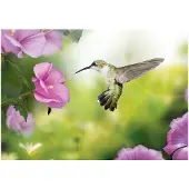 Kärkkäinen Artgeist Hummingbird fototapetti