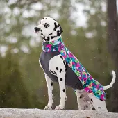 Pomppa JumppaPomppa, Trail