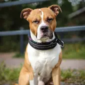 Kusse & Kutta Kusse&Kutta extraleveä panta, musta kimalle