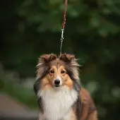 Tyylivoitto Koiran näyttelyhihna Braid, ruskea