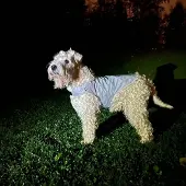 Icepeak Pet Heijastinliivi koiralle Brightly