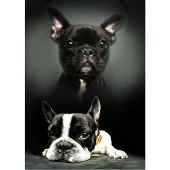 Procos Dog Huopa 100*140 cm