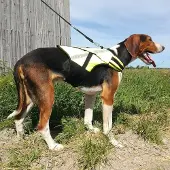 Kardog Koiran metsästysliivi Rymy,