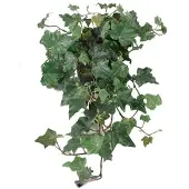 Mr Plant , Muratti Vihreä