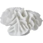Mette Ditmer Coral gills