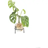 Winkee - Hydro Vase Flora
