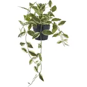 House Nordic Hoya Artificial Plant, Green, H:33 Cm - Green - 25.5X25.5XH33CM