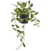 House Nordic Hoya Artificial Plant, Green, H:33 Cm - Green - 25.5X25.5XH33CM