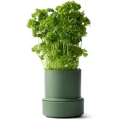 CrushGrind - Billund Itsekasteleva yrttiruukku 14x12 cm Parsley