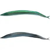 Berkley Alive Pehmeä Viehe 130 Mm