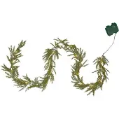 Star Trading Thuja köynnös