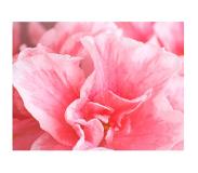 Artgeist Valokuvatapetti - Pink Azalea kukkia 300x231 cm