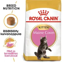 Royal Canin - Maine Coon Kitten Kuivaruoka kissanpennulle 10 kg - Kissat - Kissanruoka - Kuivaruoka