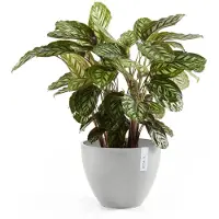 Ecopot's Antwerp ruukku