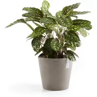 Ecopot's Amsterdam ruukku