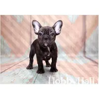 Artgeist Fototapetti - French Bulldog