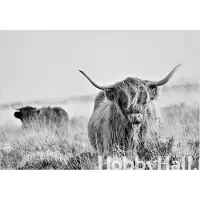 Hobby Hall Valokuvatausta- Highland Cattle 450x315