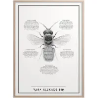 Kunskapstavlan® Våra älskade bin 50x70 cm