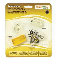 Safari Ltd Hunajamehiläisen Elinkaari