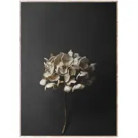 Paper Collective Still Life 04 Hydrangea juliste 50x70 cm