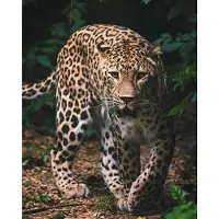 Sweet Home Leopard-huopa 120 x 150 cm