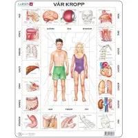 Adlibris Kehopalapeli, Our Body - Larsen