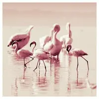Hobby Hall Taulu Flamingot
