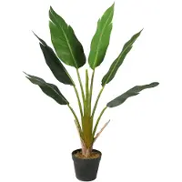 Lykke Tekokasvi Strelitzia Tree 90 cm,