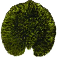 Costa Nova Riviera Alchemille tarjoilivati Forest, 18 cm