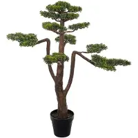 Mr Plant , Bonsai Puu 125 cm