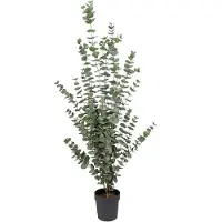 Mr Plant , Eukalyptuspuu 170 cm