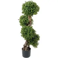 Mr Plant , Buxbom 110 cm