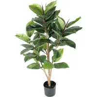 Mr Plant , Robusta-viikunapuu 90 cm