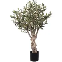 Mr Plant Oliivipuu 80 cm