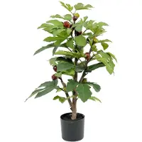 Mr Plant , Viikunapuu 65 cm