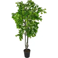 Mr Plant , Benjamin Viikuna 210 cm
