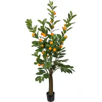 Mr Plant , Sitruspuu 150 cm