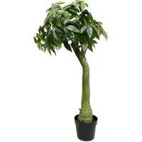 Mr Plant , Pachira Puu 160 cm